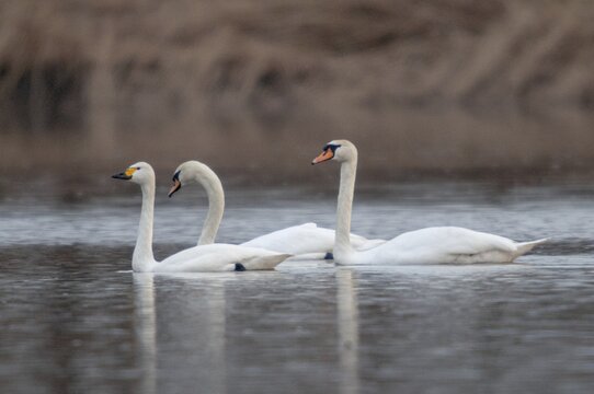 Tundra Swan, cygnus bewickii, cygnus olor, mute swan, tundra swan, anatidae, birds, duckbirds, mute swan, swan, swans, swans, birds, waterbirds
