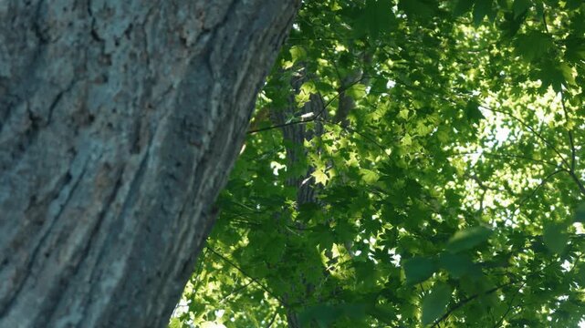 Sunlight filtering through the forest canopy, viewed upward past the thick trunks of broadleaf trees.
