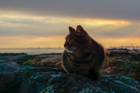 Stray cat sitting on rocks during sunset