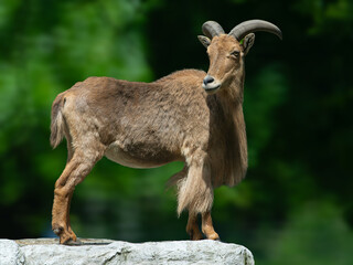 Barbary sheep ammotragus lervia standing on rock side view. © fotomaster