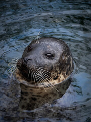 Cute harbor seal head looking out of dark water. © fotomaster