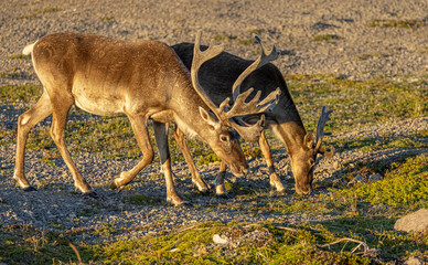 Woodland caribou, Newfoundland, Canada.  © Brittany