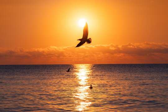Silhouetted seagull flying in front of bright sun over golden ocean sunrise
