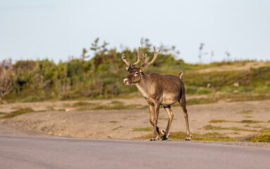 Woodland caribou, Newfoundland, Canada.  © Brittany