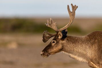 Woodland caribou, Newfoundland, Canada.  © Brittany