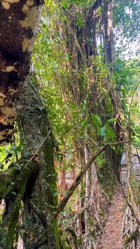 Traditional living root bridge walkway from tangled ficus tree roots. Tropical rainforest jungle travel destination, trekking outdoor adventure. Khasi heritage botanical exploration environmental 