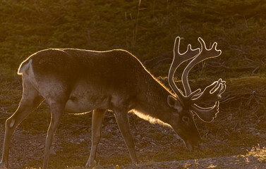 Woodland caribou, Newfoundland, Canada.  © Brittany