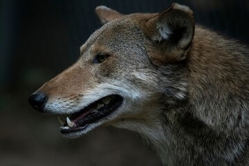 Side profile of a Red Wolf (Canis rufus). © Vine.Photographic