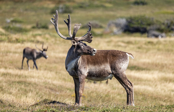 Woodland caribou, Newfoundland, Canada. 