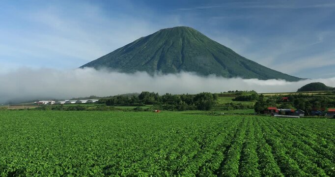 豆畑と羊蹄山
