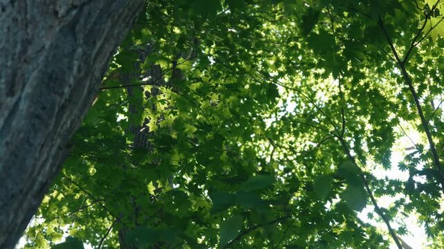 Sunlight filtering through the forest canopy, viewed upward past the thick trunks of broadleaf trees.
