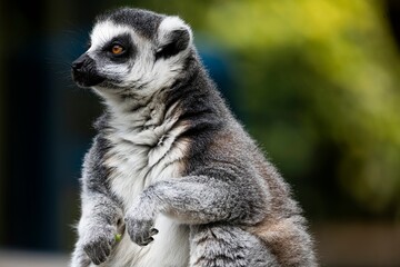 Fototapeta premium A Ring-Tailed Lemur (Lemur catta).
