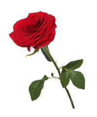 Naklejka premium One beautiful red rose isolated on white