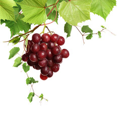 Fototapeta premium Grapevine with green leaves and grapes on transparent background