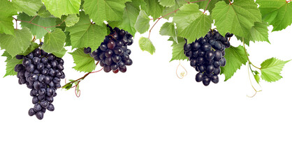 Fototapeta premium Grapes and green leaves on grapevine against transparent background