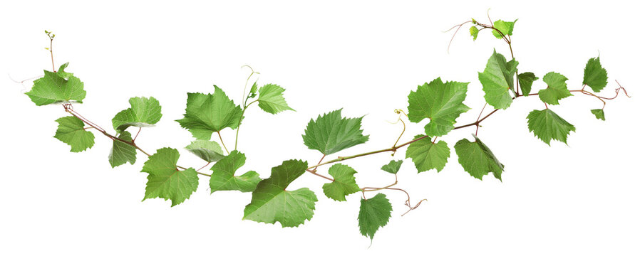Grapevine with green leaves on transparent background