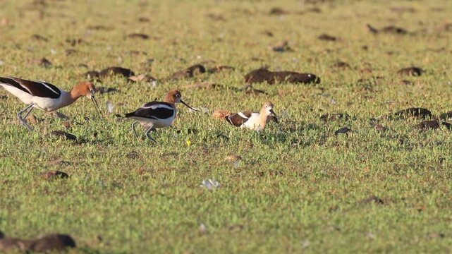 American avocets (Recurvirostra americana) displaying mock nesting behavior in response to a threat, two females and one male, grassy habitat, Shugru Reservoir, Lassen County, California.