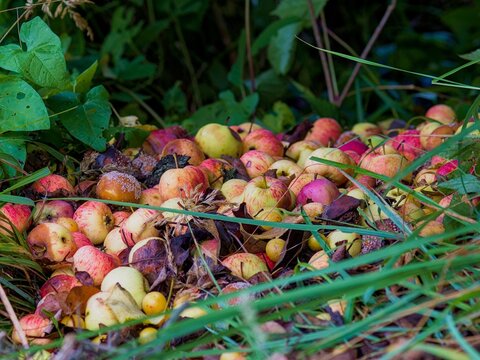 Rotting windfall apples decaying in tall green grass and autumn leaves