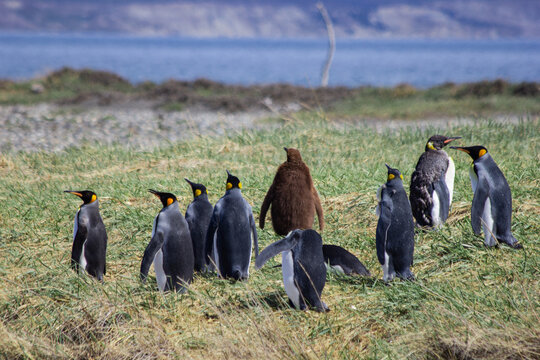 patagonia