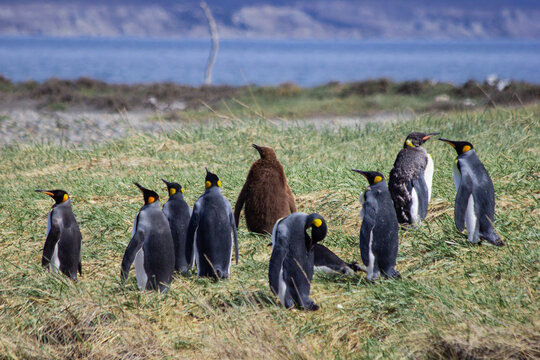 pinguim rey