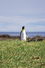 pinguin rey © Bruno