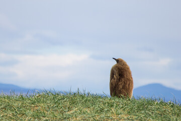 patagonia © Bruno