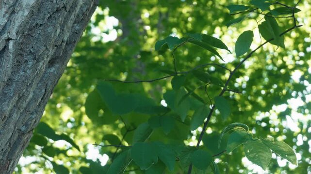 Sunlight filtering through the forest canopy, viewed upward past the thick trunks of broadleaf trees.
