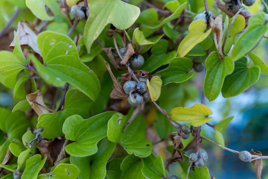枯れ始めたヤマノイモ属のつる植物とむかご