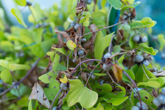 枯れ始めたヤマノイモ属のつる植物とむかご