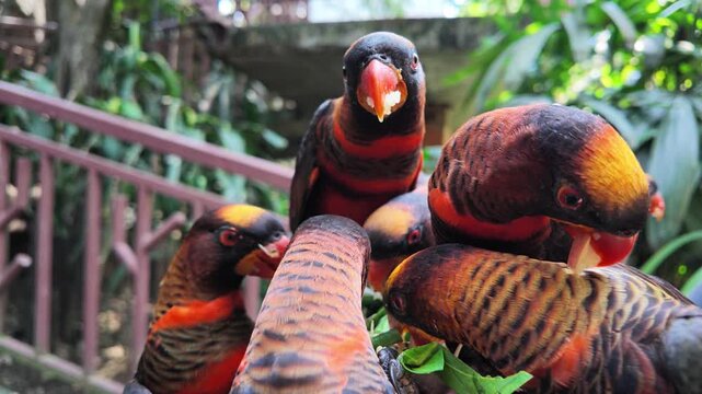 Colorful lories feeding.