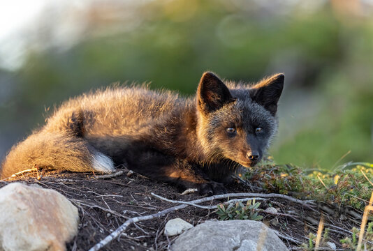Red fox kit, silver colour phase. 