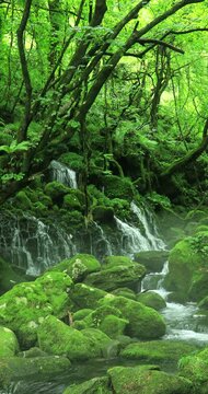 苔むす元滝