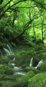 苔むす元滝