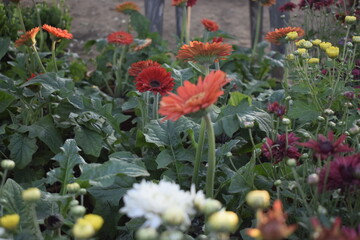Obraz premium Red, Orange and yellow flowers