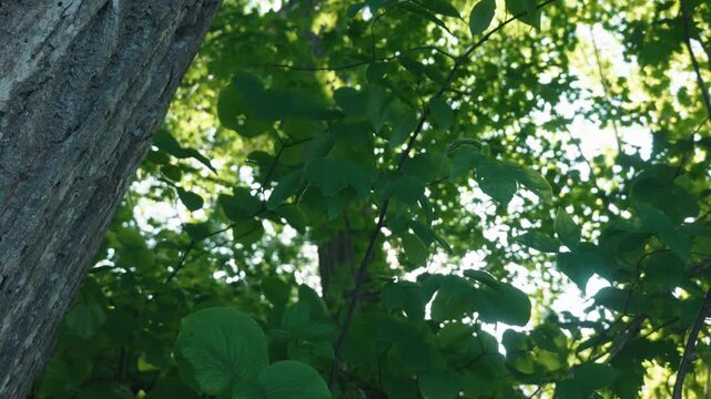 Sunlight filtering through the forest canopy, viewed upward past the thick trunks of broadleaf trees.
