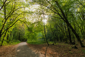 Fototapeta premium Nature fall season. Fall season park. Autumn landscape with path in nature. Hiking in fall park. Path with fallen leaves in forest outdoor. Autumn nature landscape. Fallen leaves in park