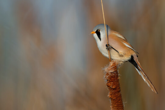Male Bearded Reedling Perched on Cattail