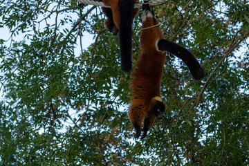 Naklejka premium Two red lemurs hanging upside down in a tree.