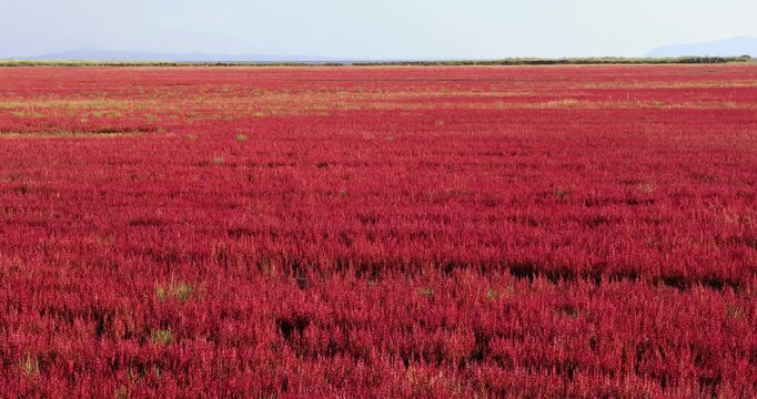 能取湖サンゴ草