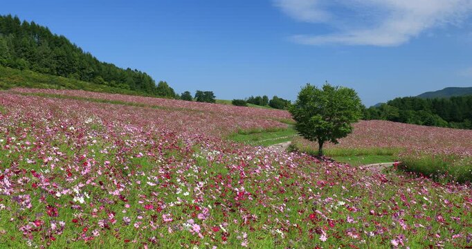 太陽の丘えんがる公園虹の広場コスモス園