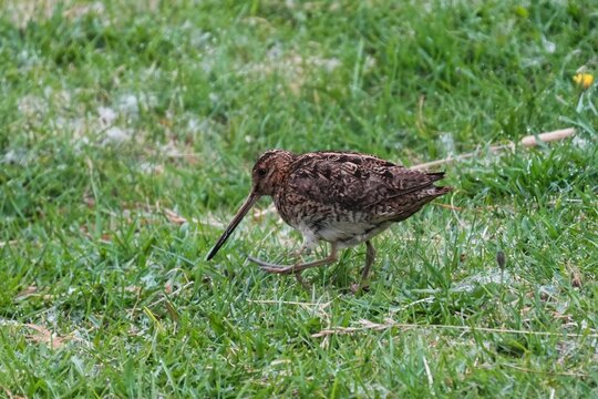 The common snipe (Gallinago gallinago) is a small, stocky wader native to the Old World.