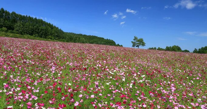 太陽の丘えんがる公園虹の広場コスモス園