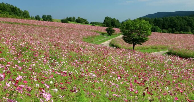 太陽の丘えんがる公園虹の広場コスモス園