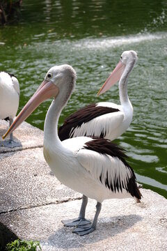 A group of Australian pelicans perched together on a stone edge beside a green pond in a park sanctuary