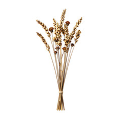 Fototapeta premium Dried wheat stalks tied together with twine on a white background