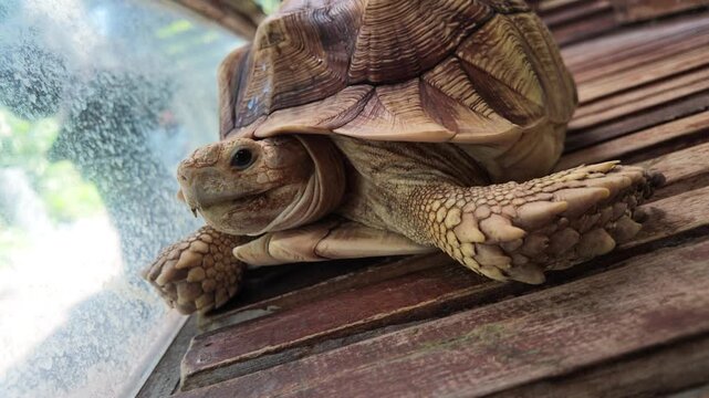 Young tortoise on wood plank.