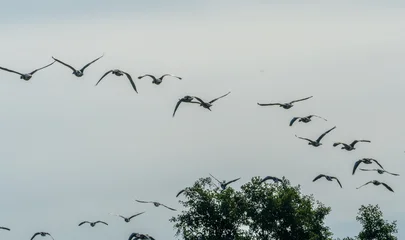 Fotobehang Vogels flock of birds  © Plesca