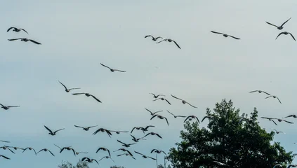 Fototapete Vögel birds in flight  © Plesca