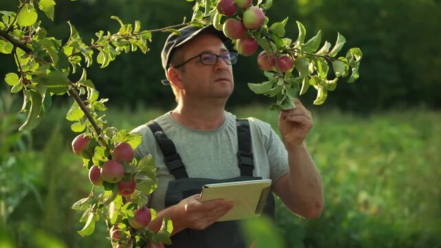 Botanist in gray shirt and cap examines tablet device while standing near apple tree with ripe fruit, surrounded by lush green foliage in a rural orchard setting during daylight hours