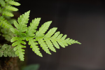 Fresh green fern leaf close up on dark background for zen wellness and nature concept. © 완수 안
